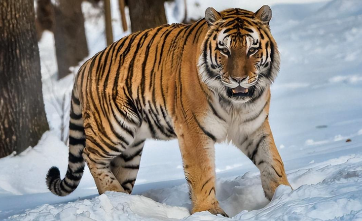 中国的国宝级猛兽:请勿伤害,它们需要我们的保护