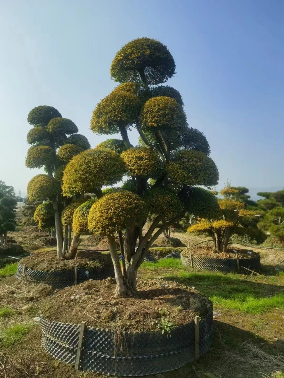 亮晶女贞造型树
