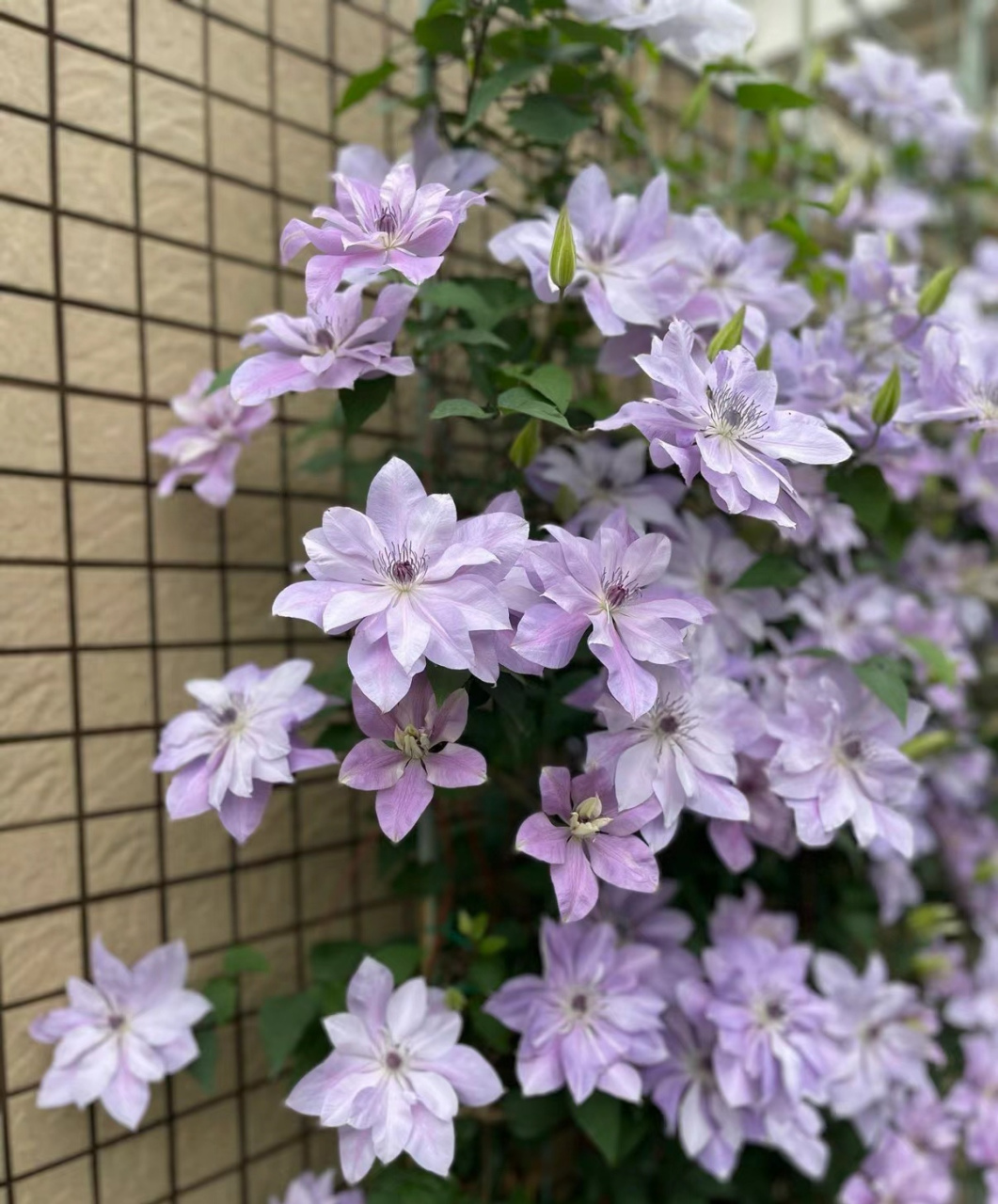 一眼望去都是紫色的花[小红花] 铁线莲倒影是英国品种,2010年推出后