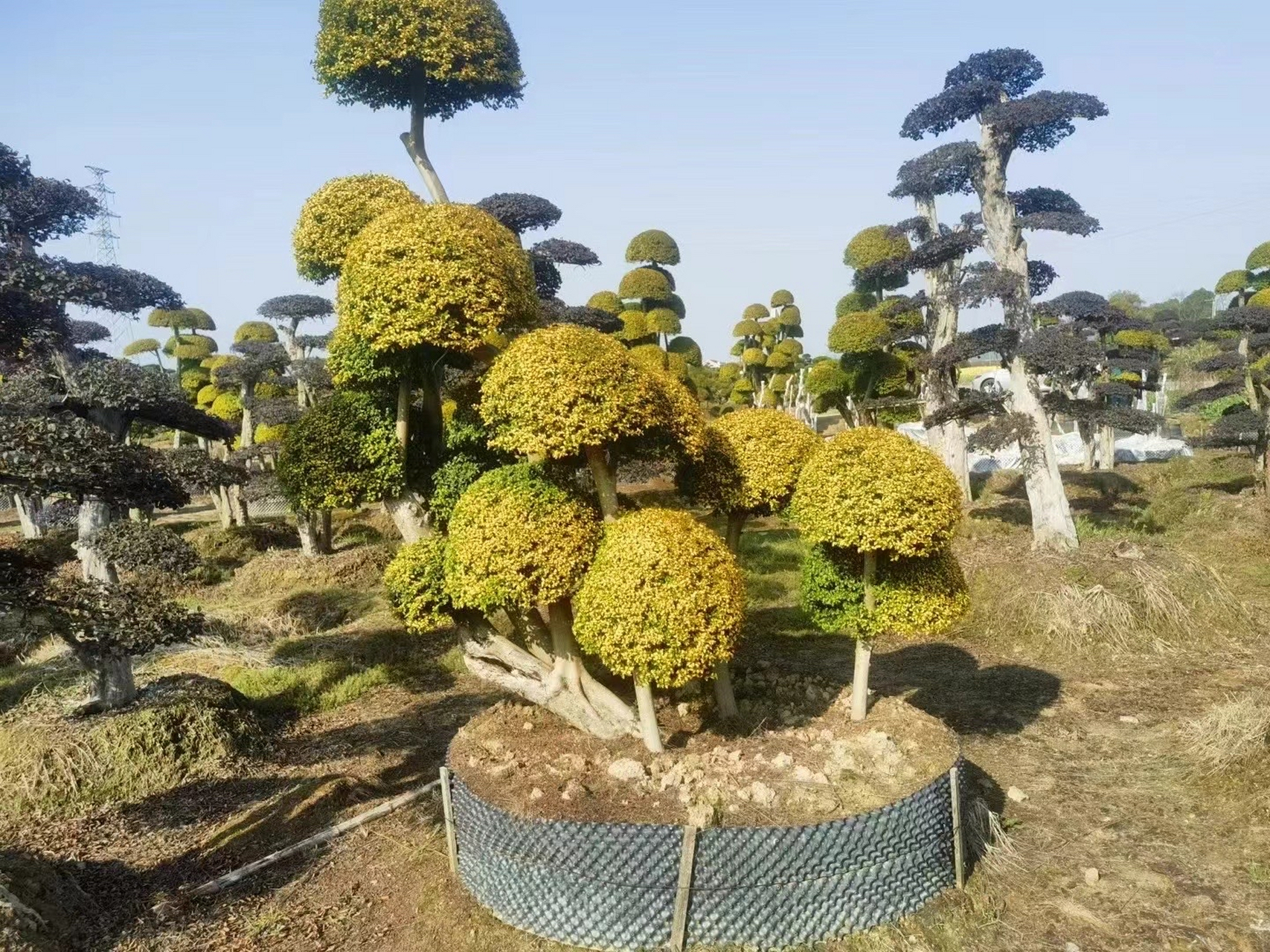 亮晶女贞造型树