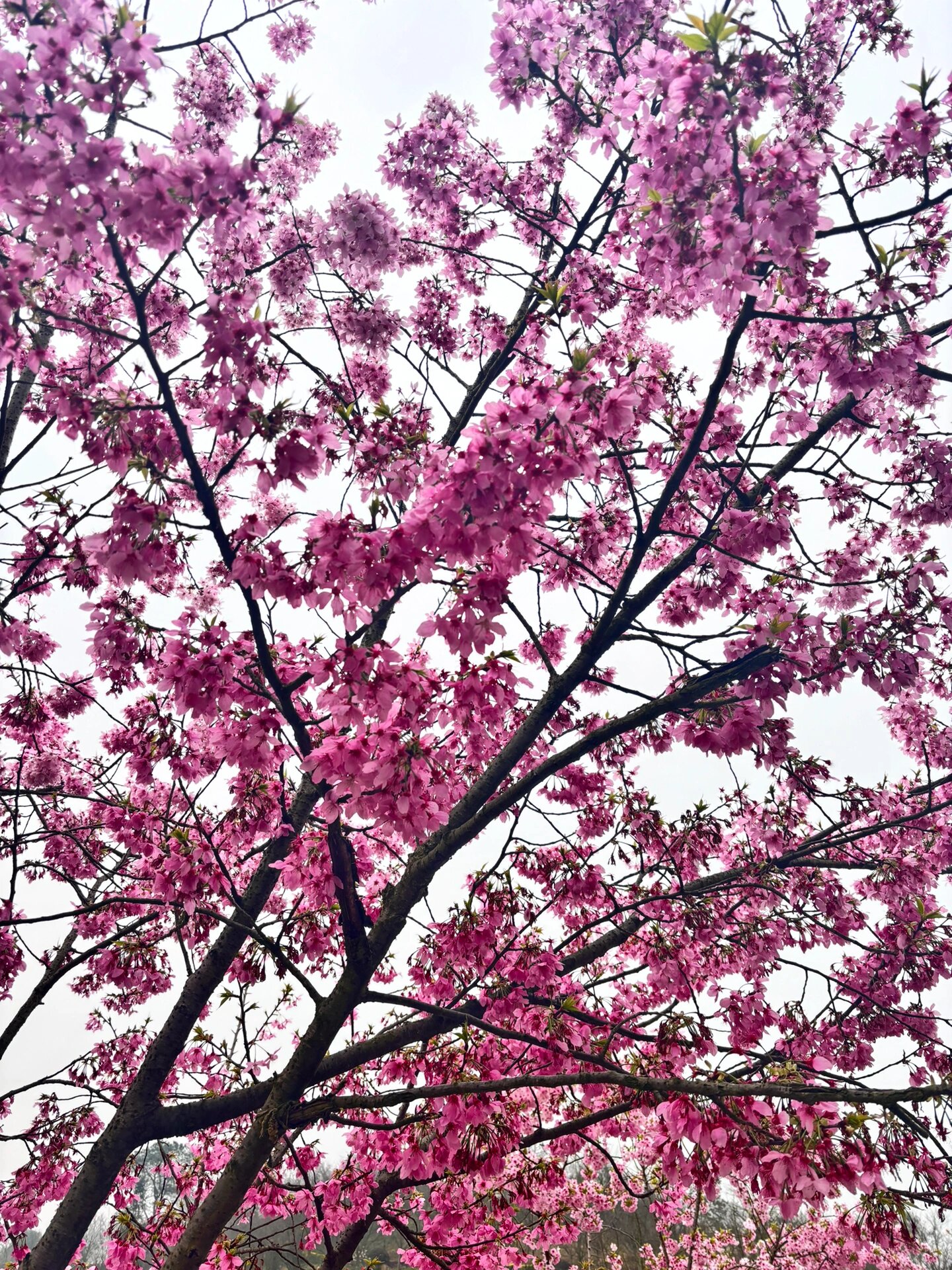 泸县油菜花图片