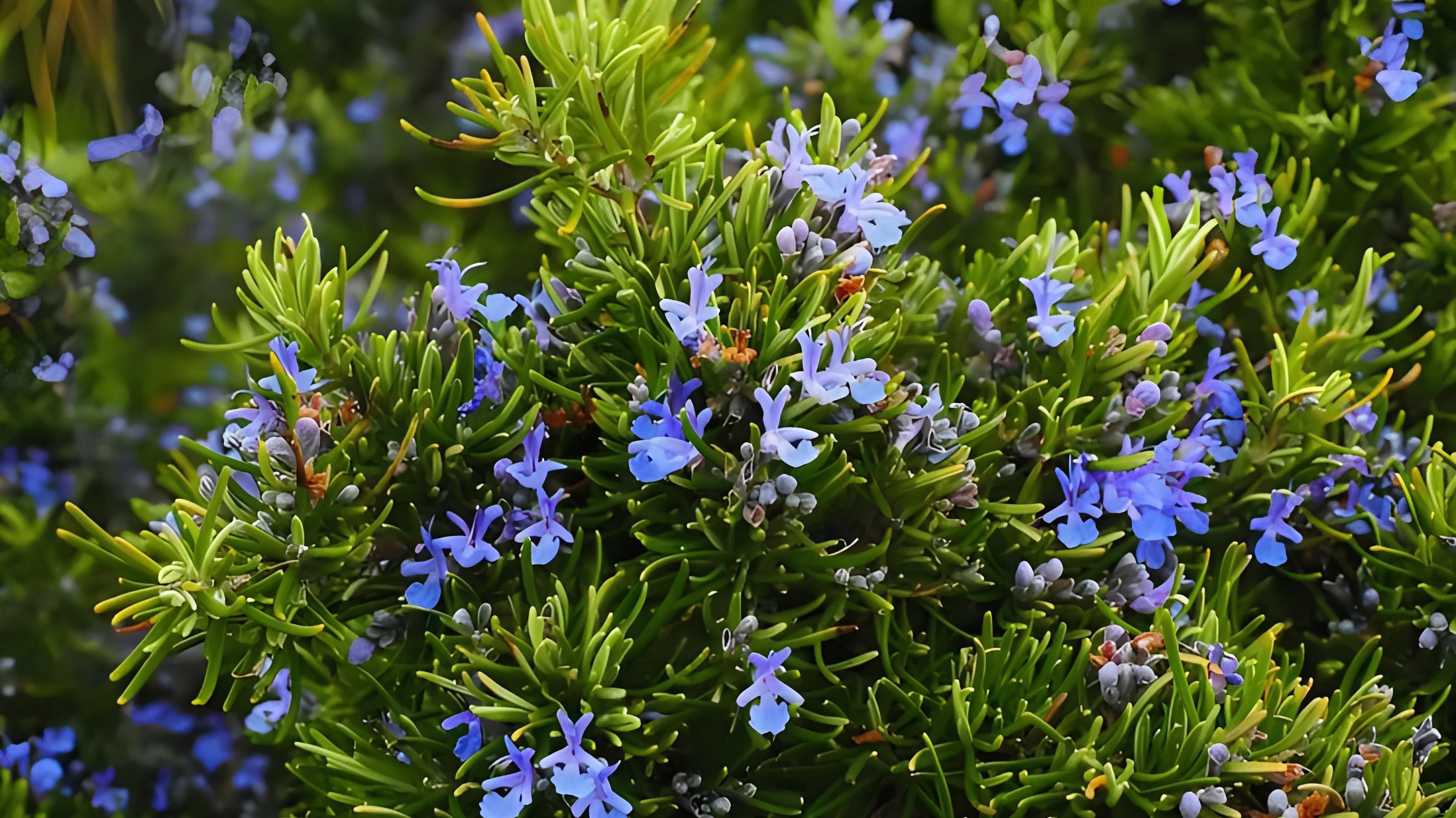 迷迭香开花的图片大全图片