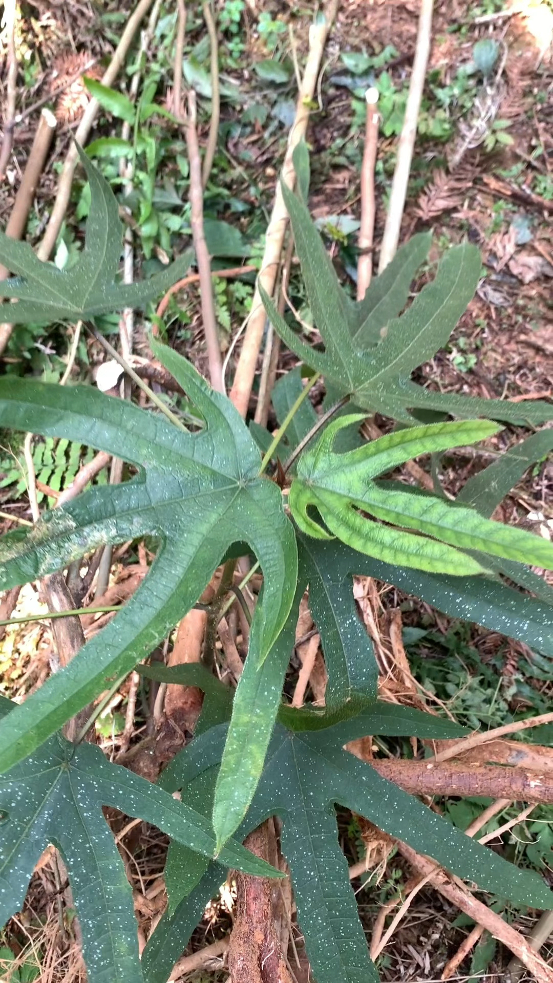 野生的五指毛桃