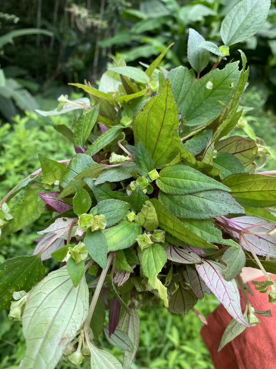 风柜斗草又叫风谷草!