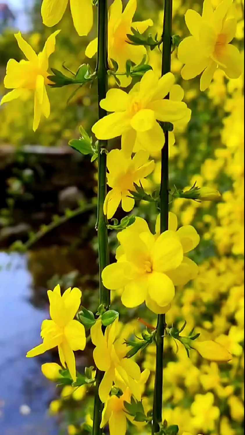 迎春花,绽放着金色的笑脸,迎接着春天的到来