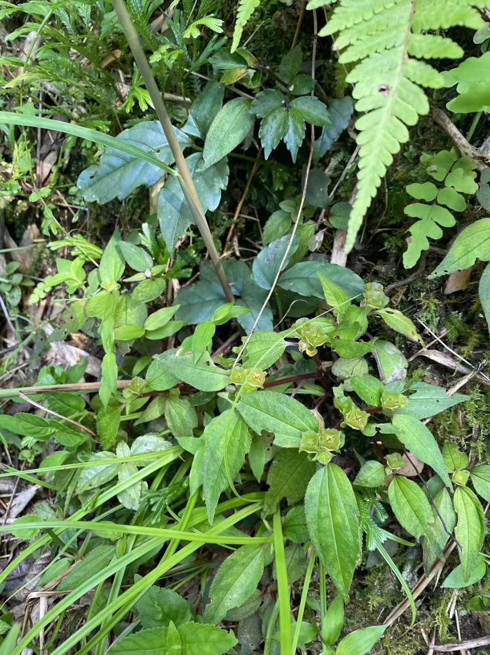 风柜斗草又叫风谷草!