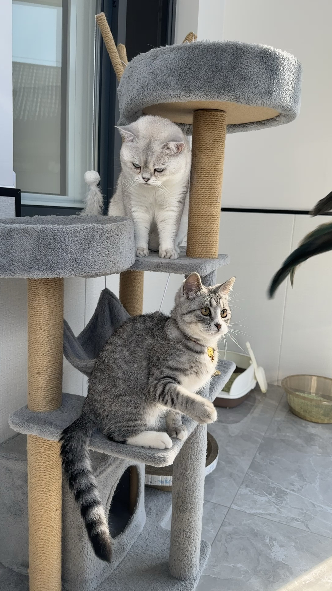 家有萌宠的快乐时光