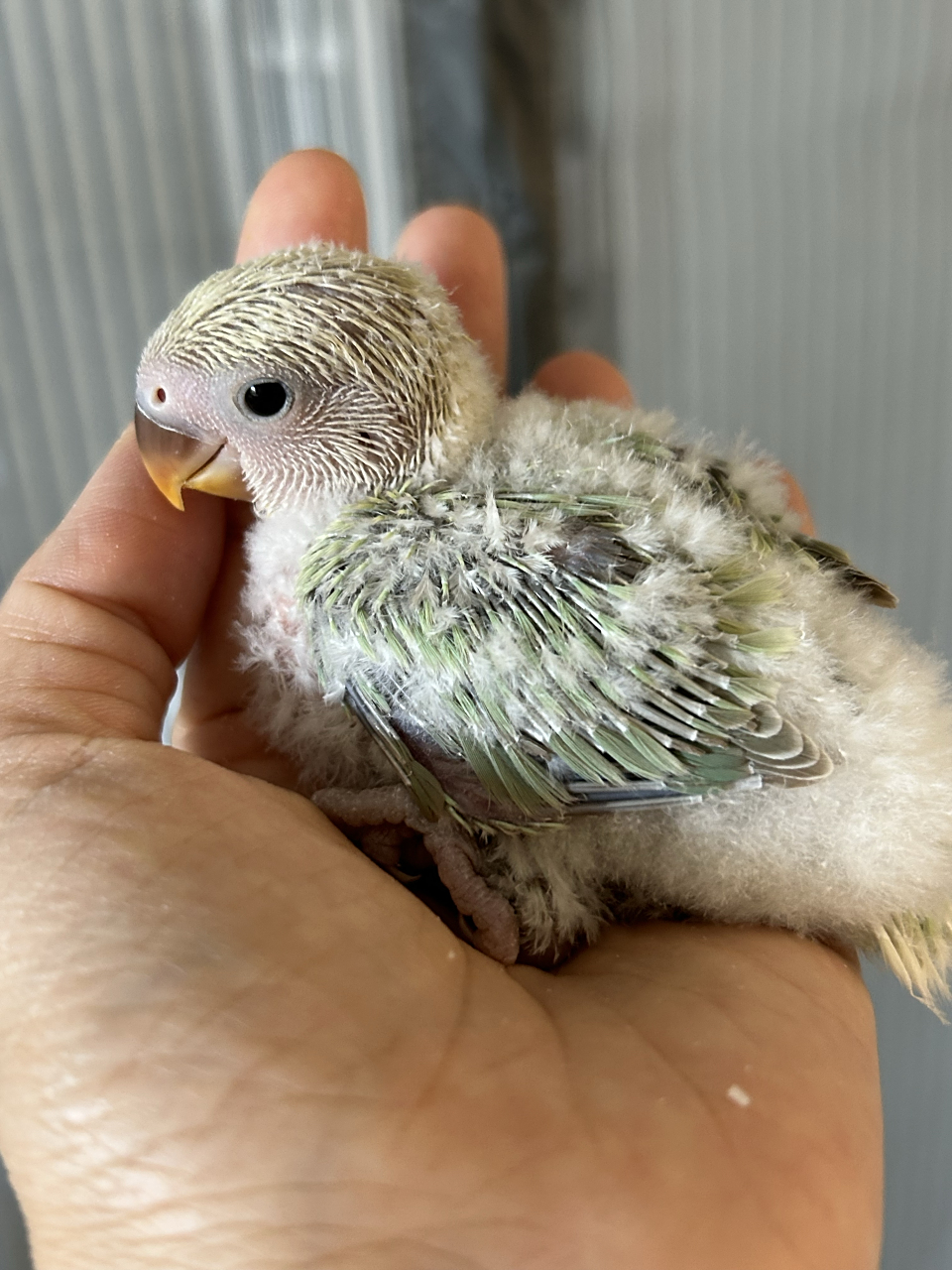 牡丹鹦鹉 绿美桂闪  #鹦鹉# #鸟# #手养鹦鹉# #牡丹鹦鹉# #萌宠