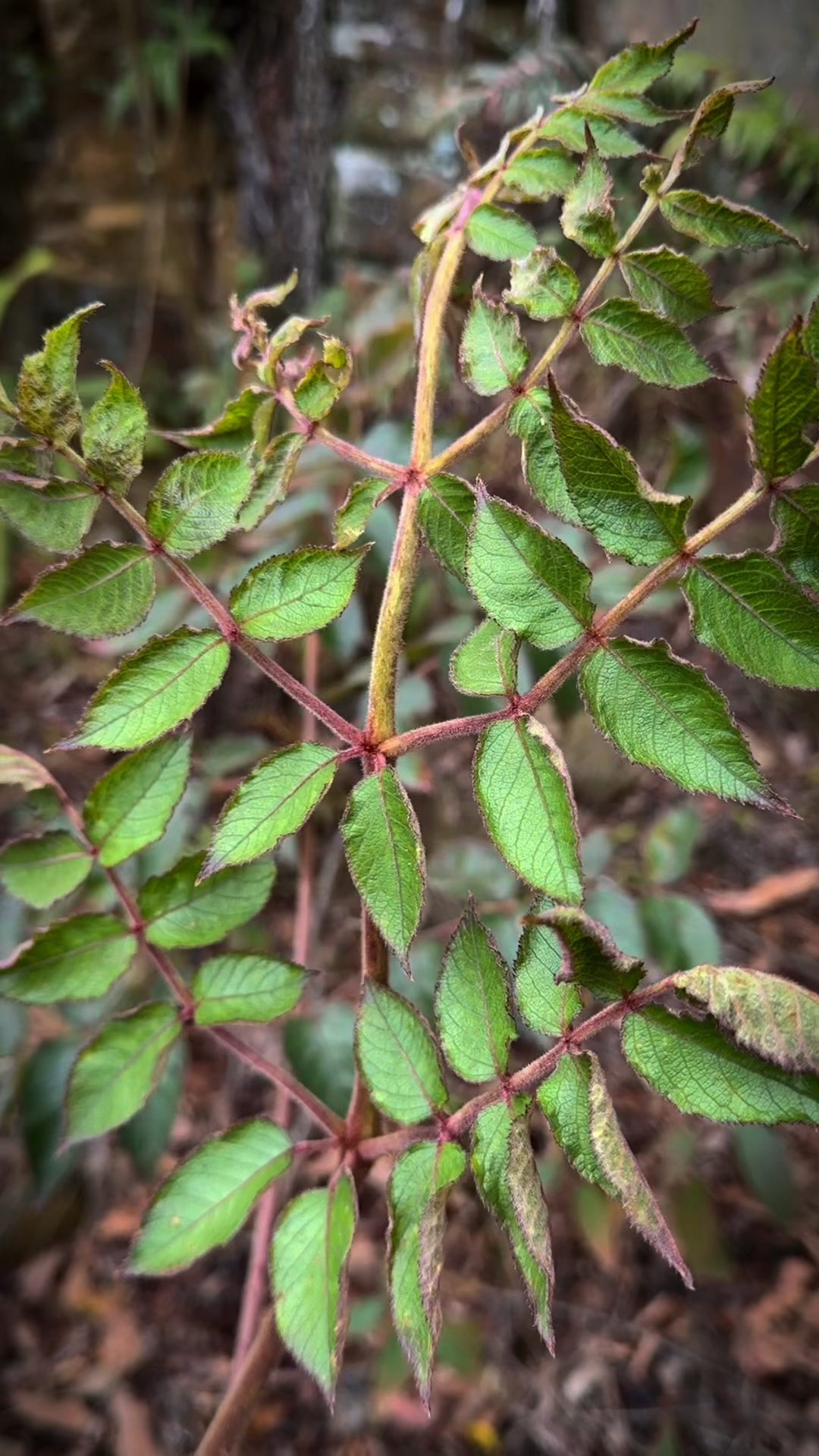 长满刺鸟都不敢站的植物