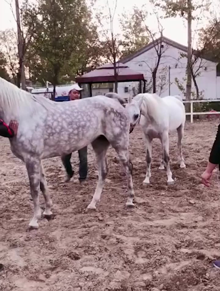 白马开心地摇起尾巴了