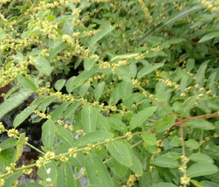 一叶萩一年开几次花