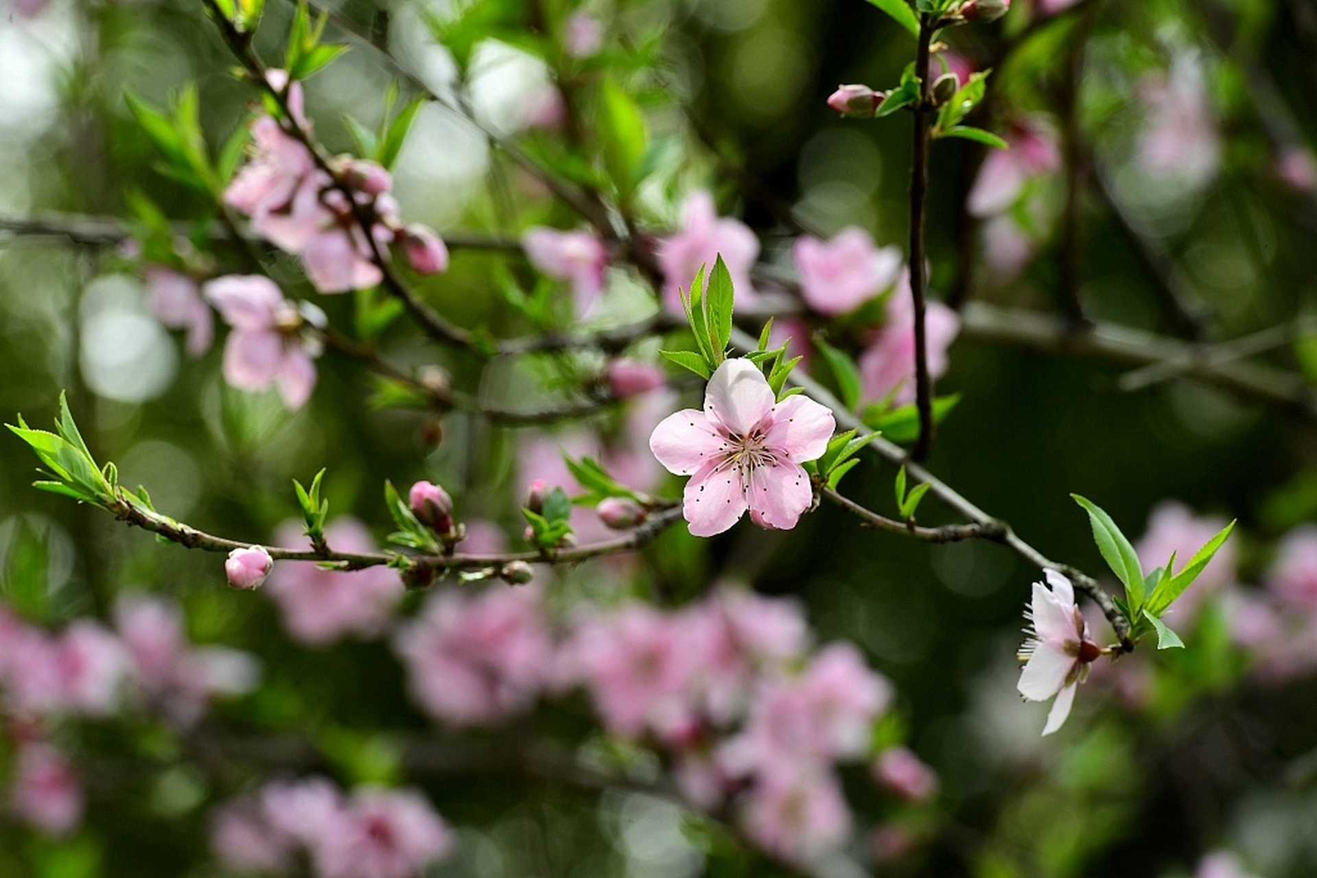 浙江金华的桃花竞相绽放,缀满枝头,一派春意盎然的景象.