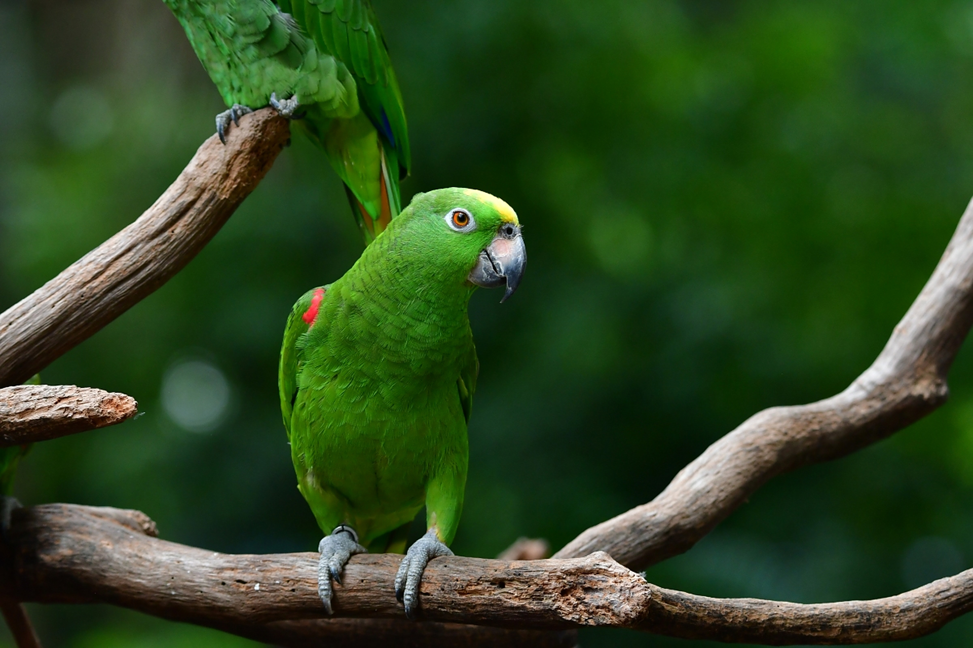 亚马逊鹦鹉,是雨林中的精灵,拥有着绚烂多彩的羽毛和聪明绝顶的头脑.