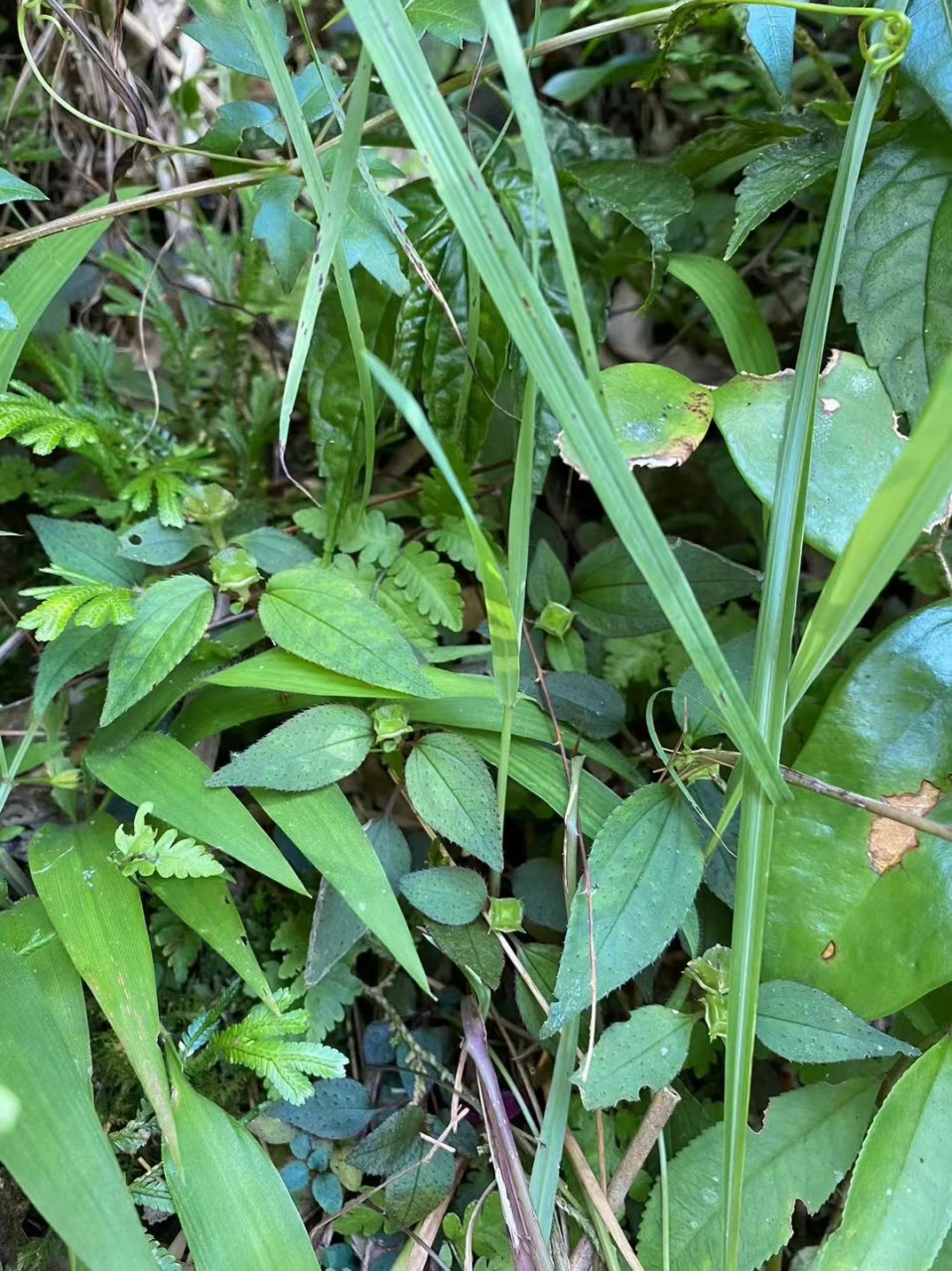 风柜斗草又叫风谷草!