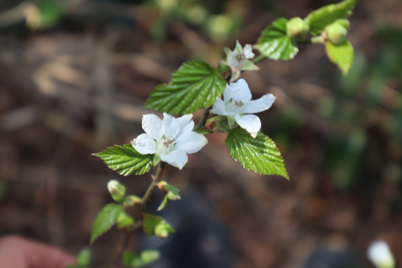 他山植遇鸿运当头朱砂根此番胜景夏天无