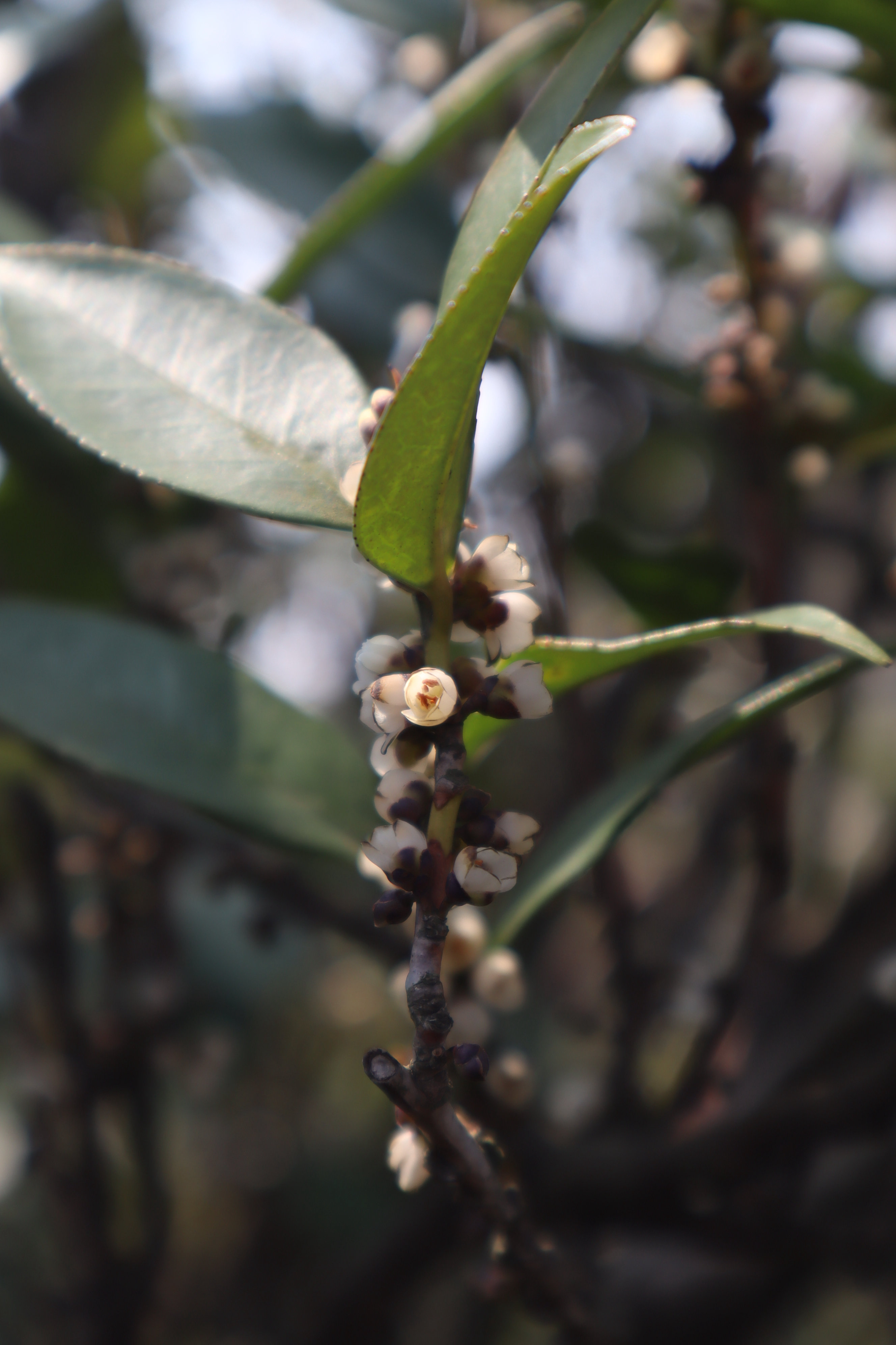 他山植遇鸿运当头朱砂根此番胜景夏天无