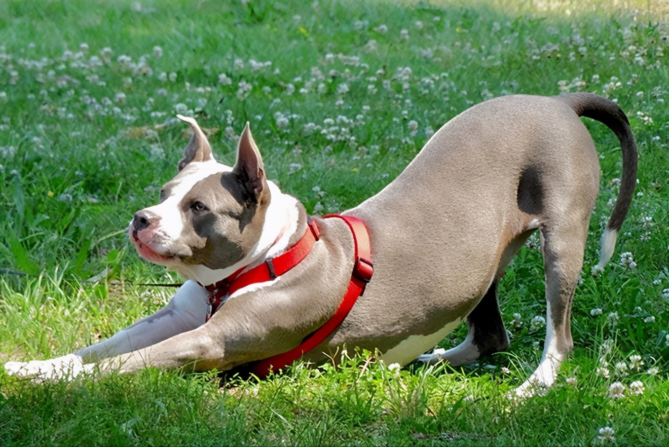 狗狗"伸懒腰"是什么意思?其实它在表达这几件事!