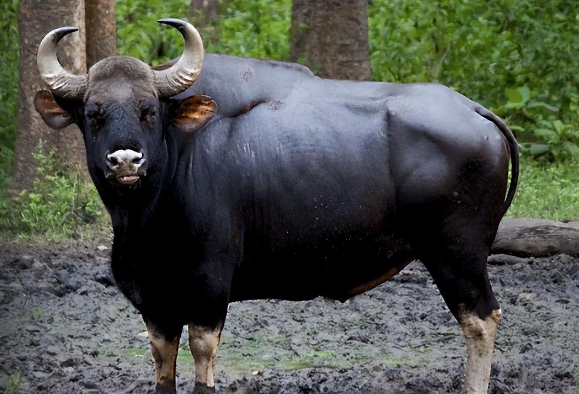 膘肥体壮的"牛魔王":白肢野牛