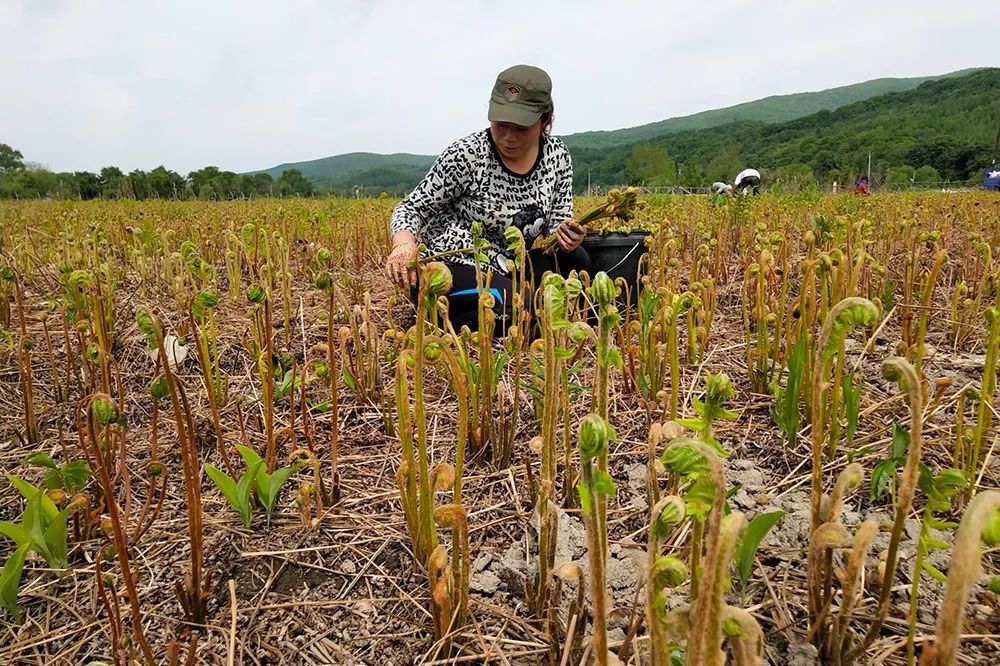 发现神秘高价值野菜——牛毛广!