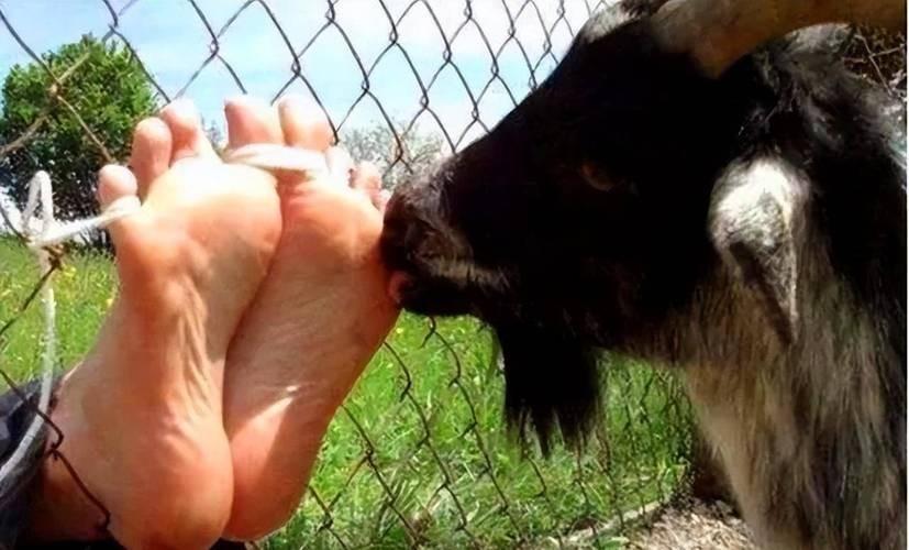 古代最尴尬的刑罚让人在欢乐中死去