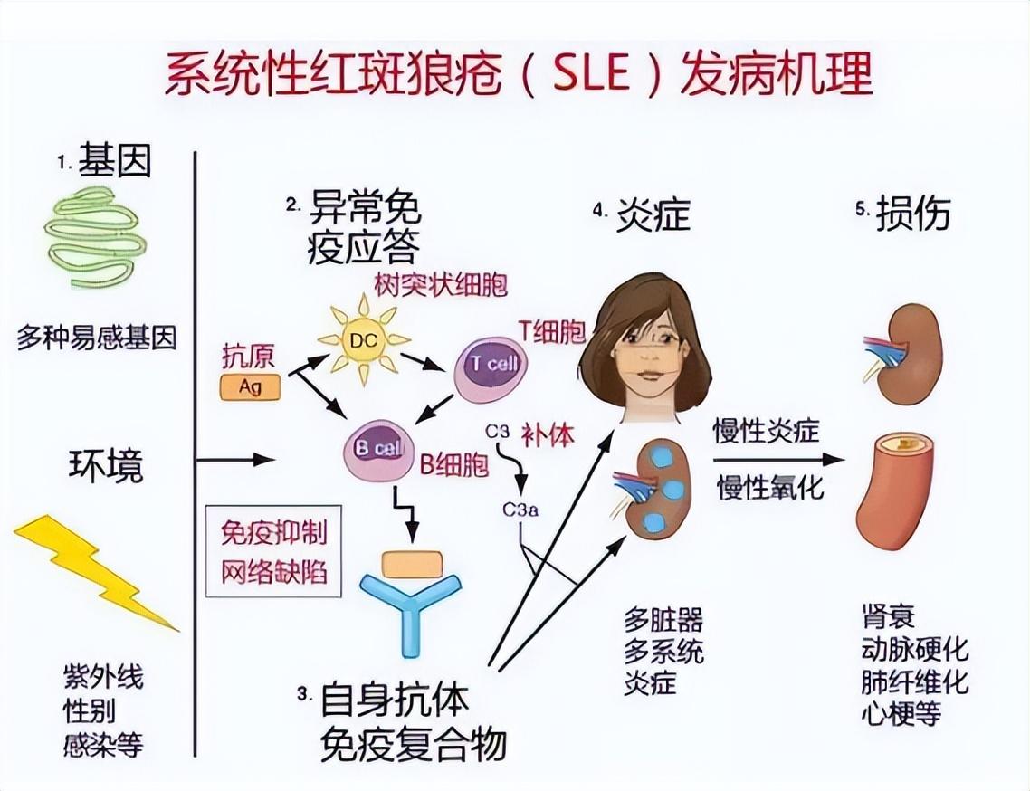 而其好友更是在一些媒体面前表示周海媚长期被红狼斑疮所困扰,所以