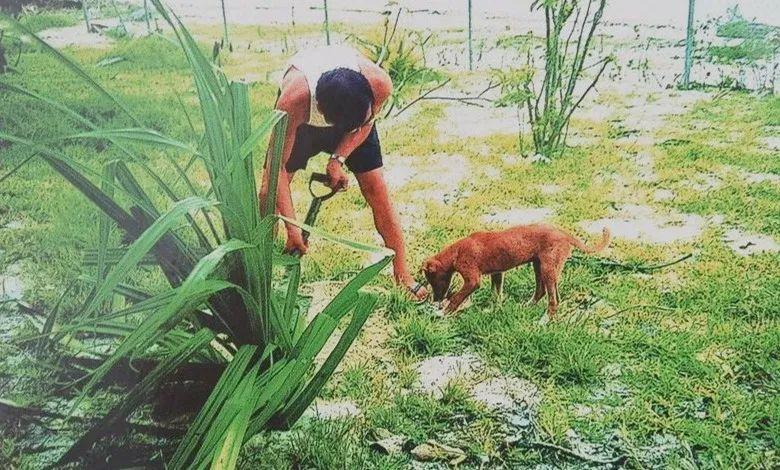 纪实中国孤独的大使唯一的伙伴是条狗挖野菜吃是改善生活