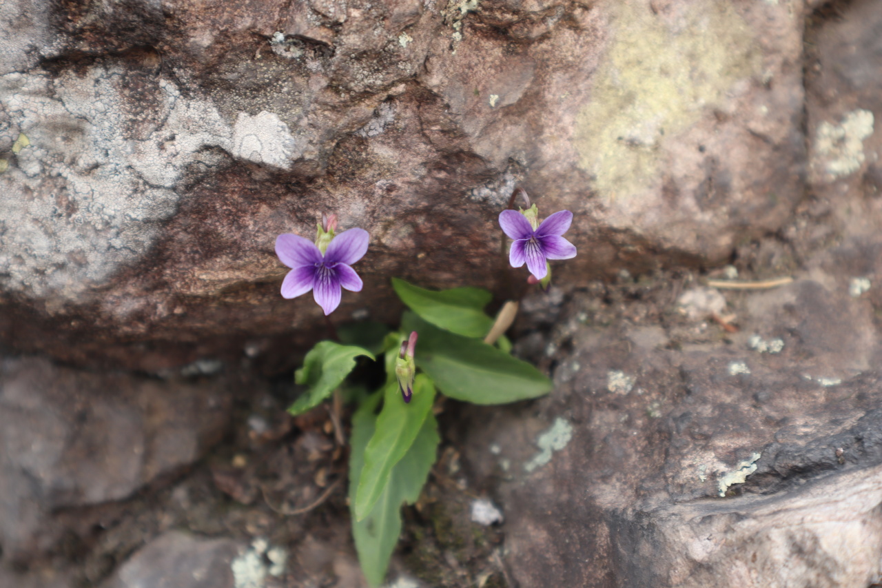 他山植遇鸿运当头朱砂根此番胜景夏天无