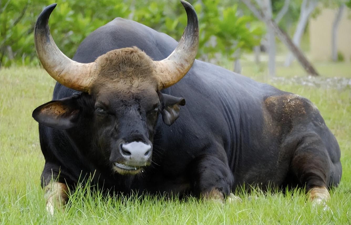 膘肥体壮的"牛魔王":白肢野牛