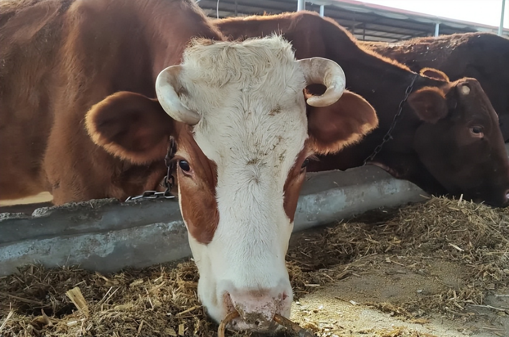 口蹄疫是牛的常见疾病,传染性强且扩散迅速.感染早期症状难以察觉?