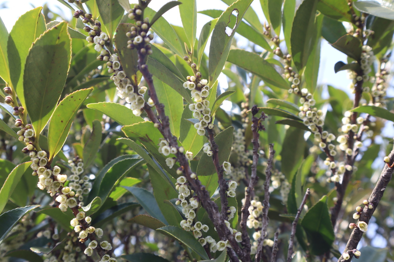 它们各自独特的花开时间,形态和用途,将带你走进植物世界的奇妙之旅.