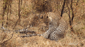 南方老人害怕的九节狸专找荒坟做窝身上的异香价值千金