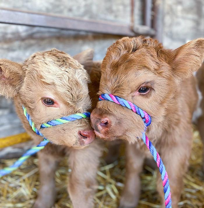 太萌了30只小动物的可爱瞬间谁的心被融化了