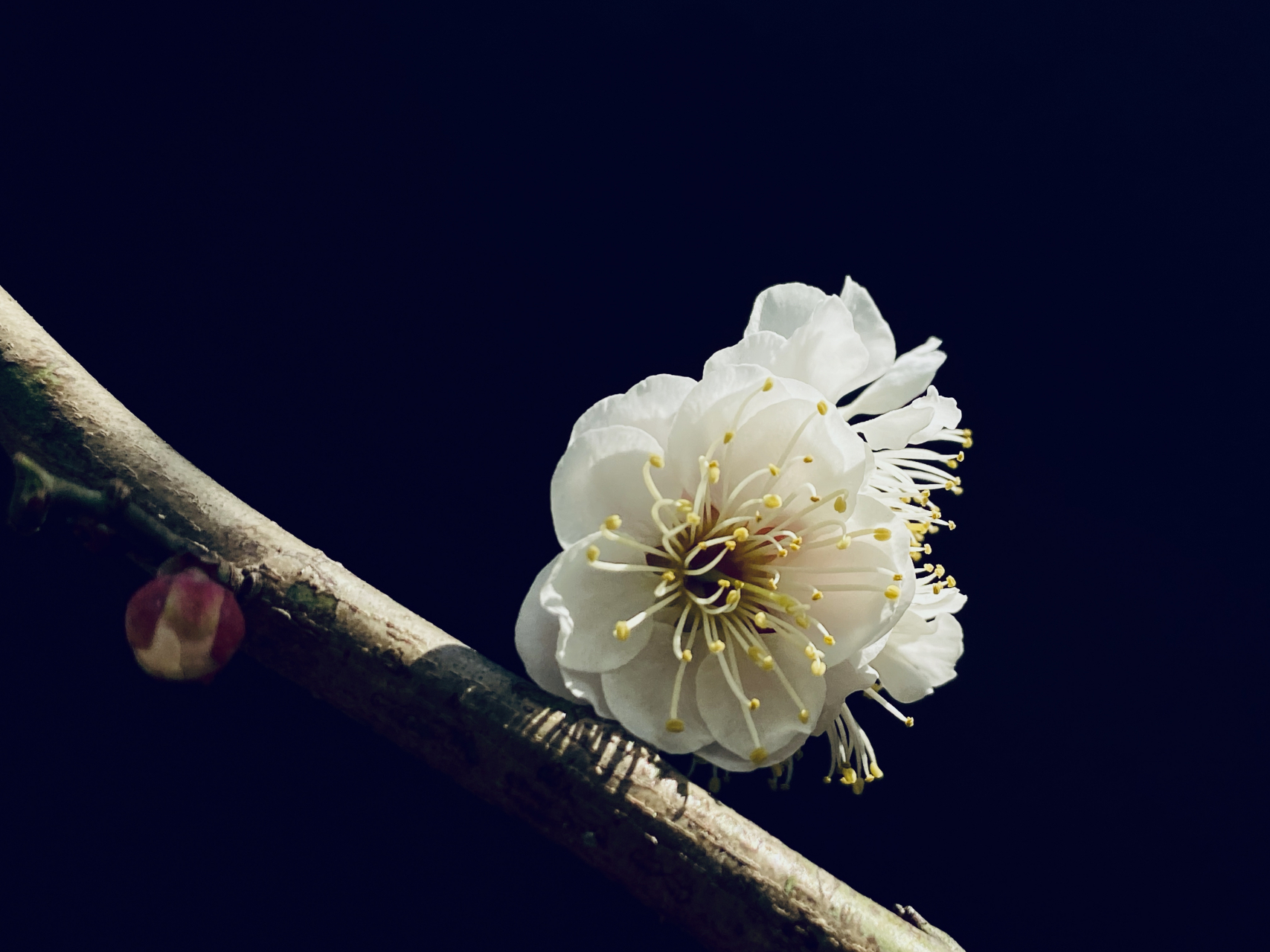 白色梅花的样子图片