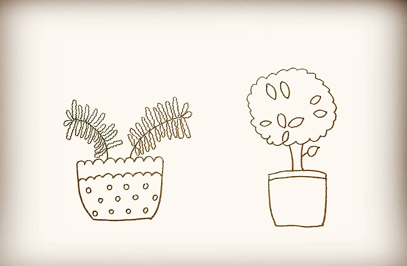 简笔画-含羞草盆栽