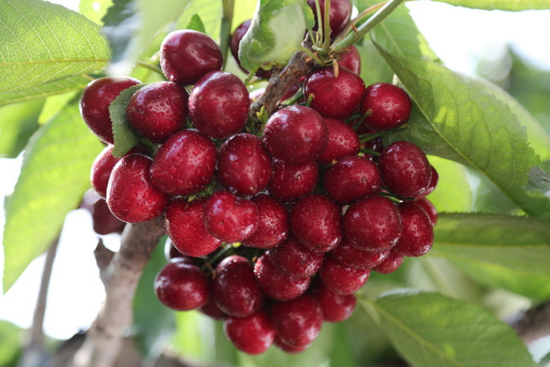 【瓦房店特产——大连樱桃 676767】#新时代六地辽宁杠杠滴