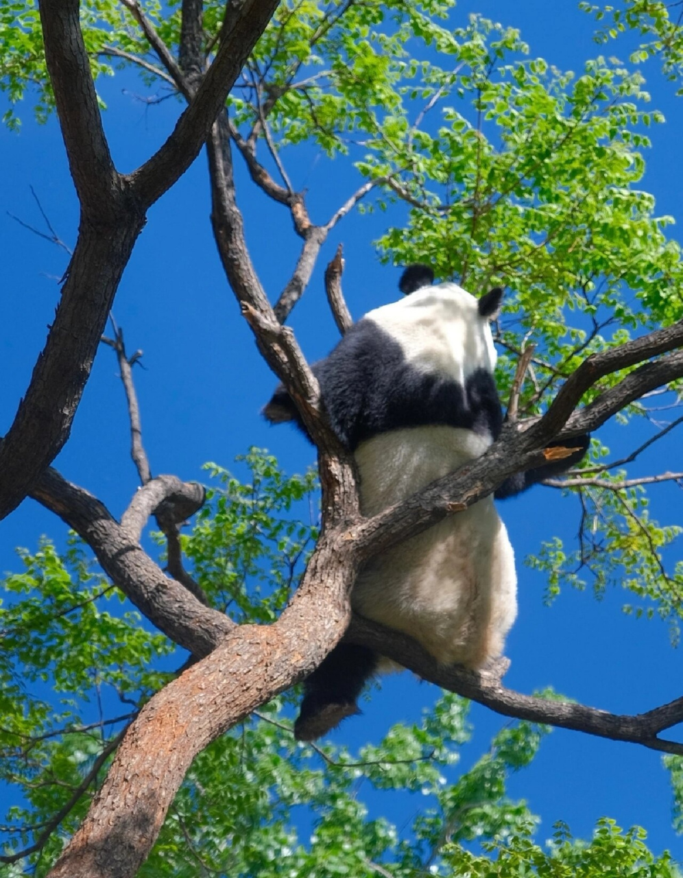 大熊猫与绿树蓝天白云晴空万里真是绝配呀