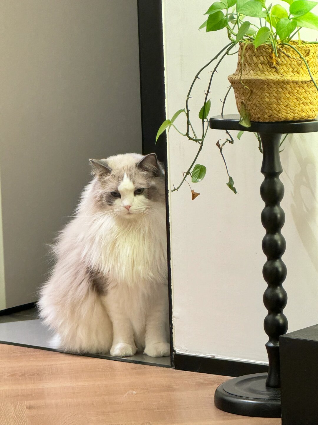 等边三角形猫猫