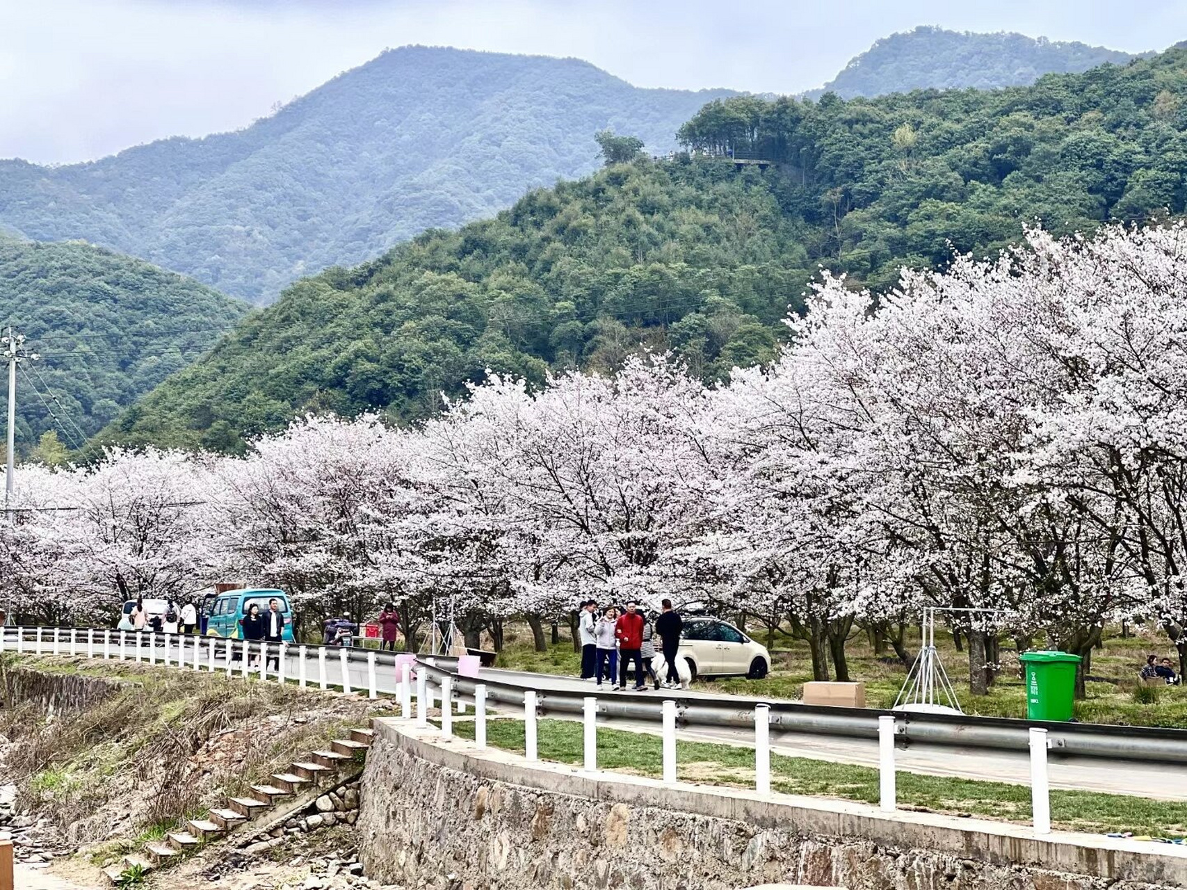 章镇张村樱花谷图片