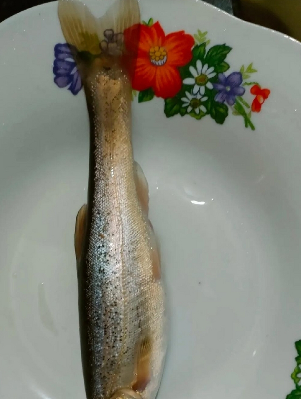 有没有人能识别这种鱼?它没有鳞片,从背部看像一条大泥鳅.