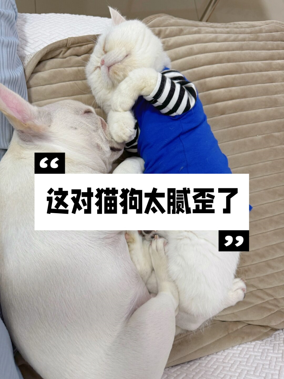 🐱🐶在我家里,有一对超级腻歪的猫狗组合,它们