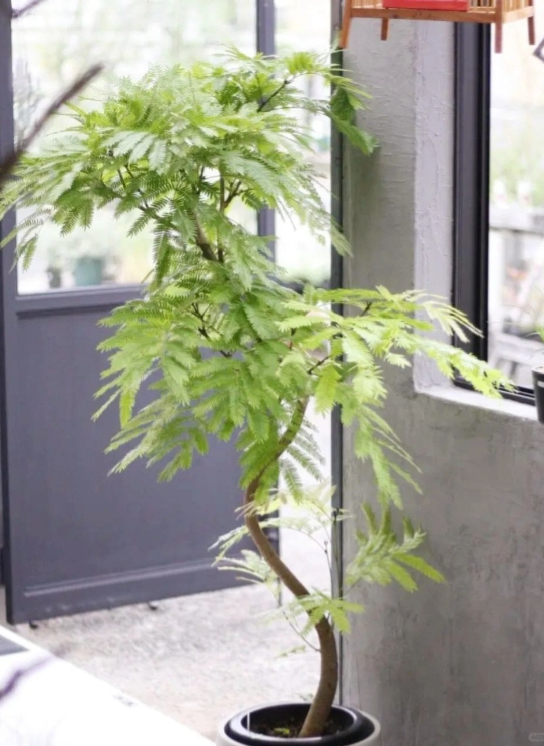 密叶猴耳环植物  初见密叶猴耳环,你可能会觉得它有些平凡.