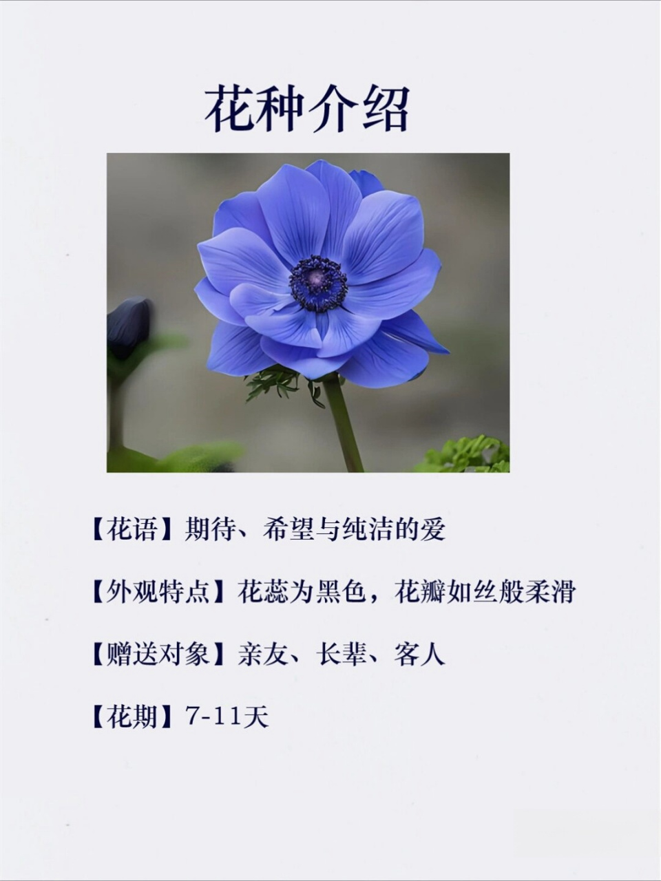 不同颜色银莲花花语图片