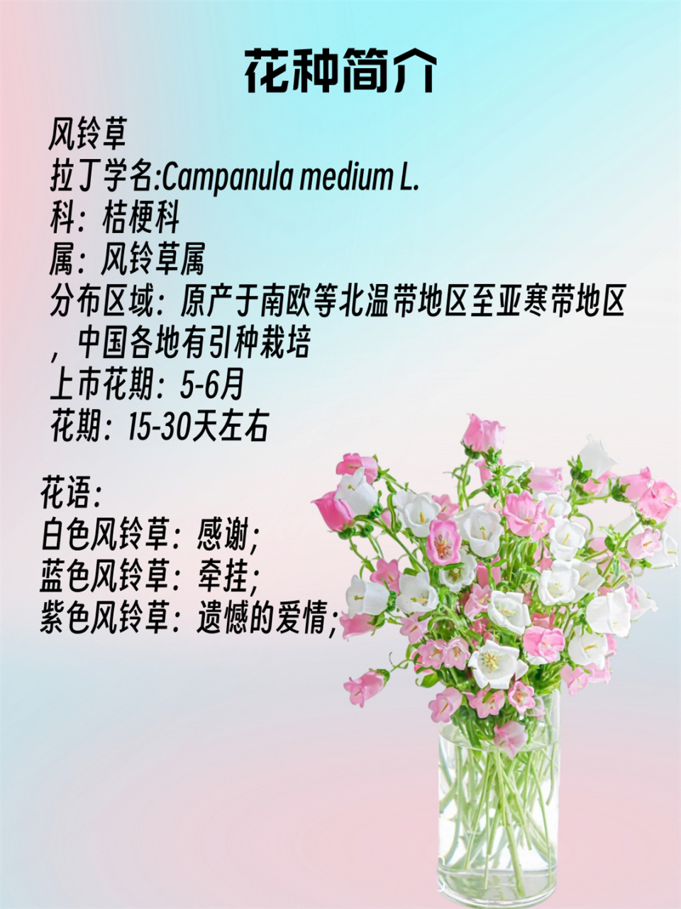 90科属:桔梗科·风铃草属 90产地:原产南欧,中国各地有栽培 90