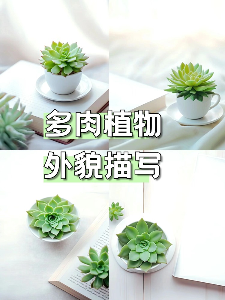 多肉植物外貌描写图片