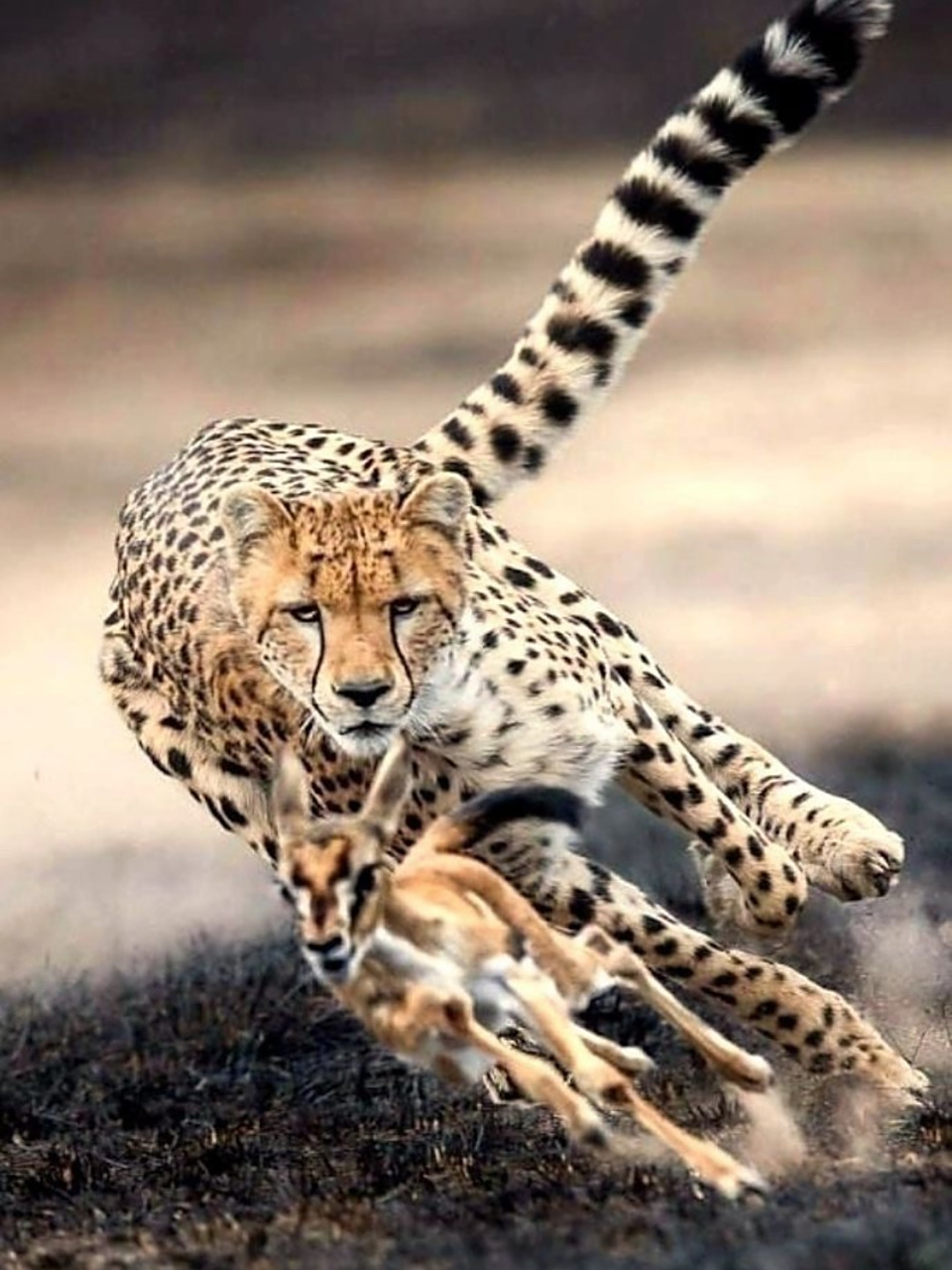 在猫科动物这个大家庭中,猎豹以其超凡的速度和敏捷的