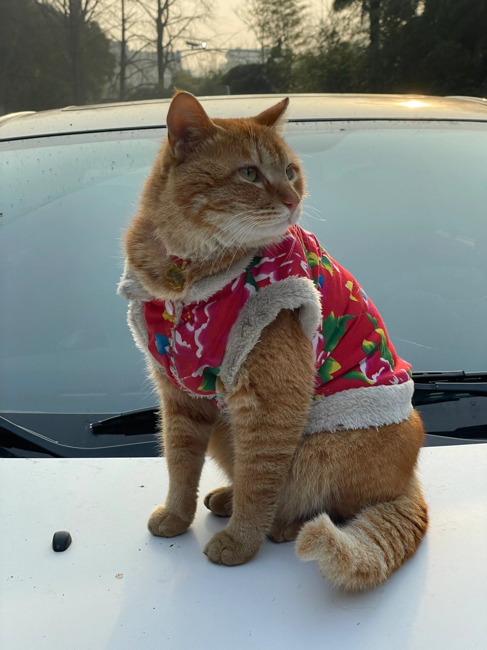 鸡鸣寺虔诚猫图片