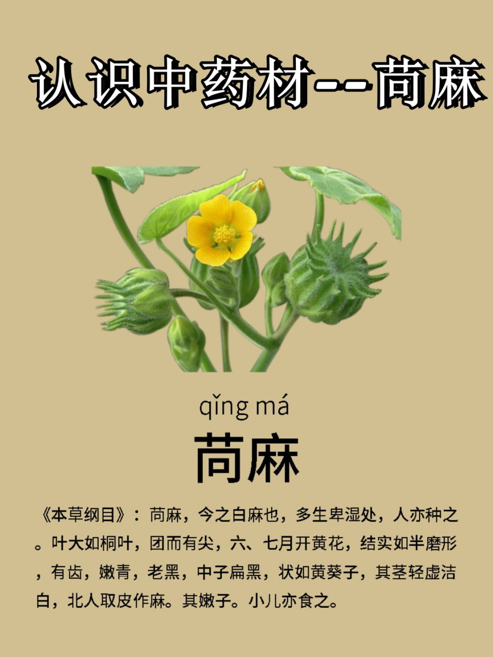 认识中药材--苘麻  95 苘麻,又称青麻,白麻,属于