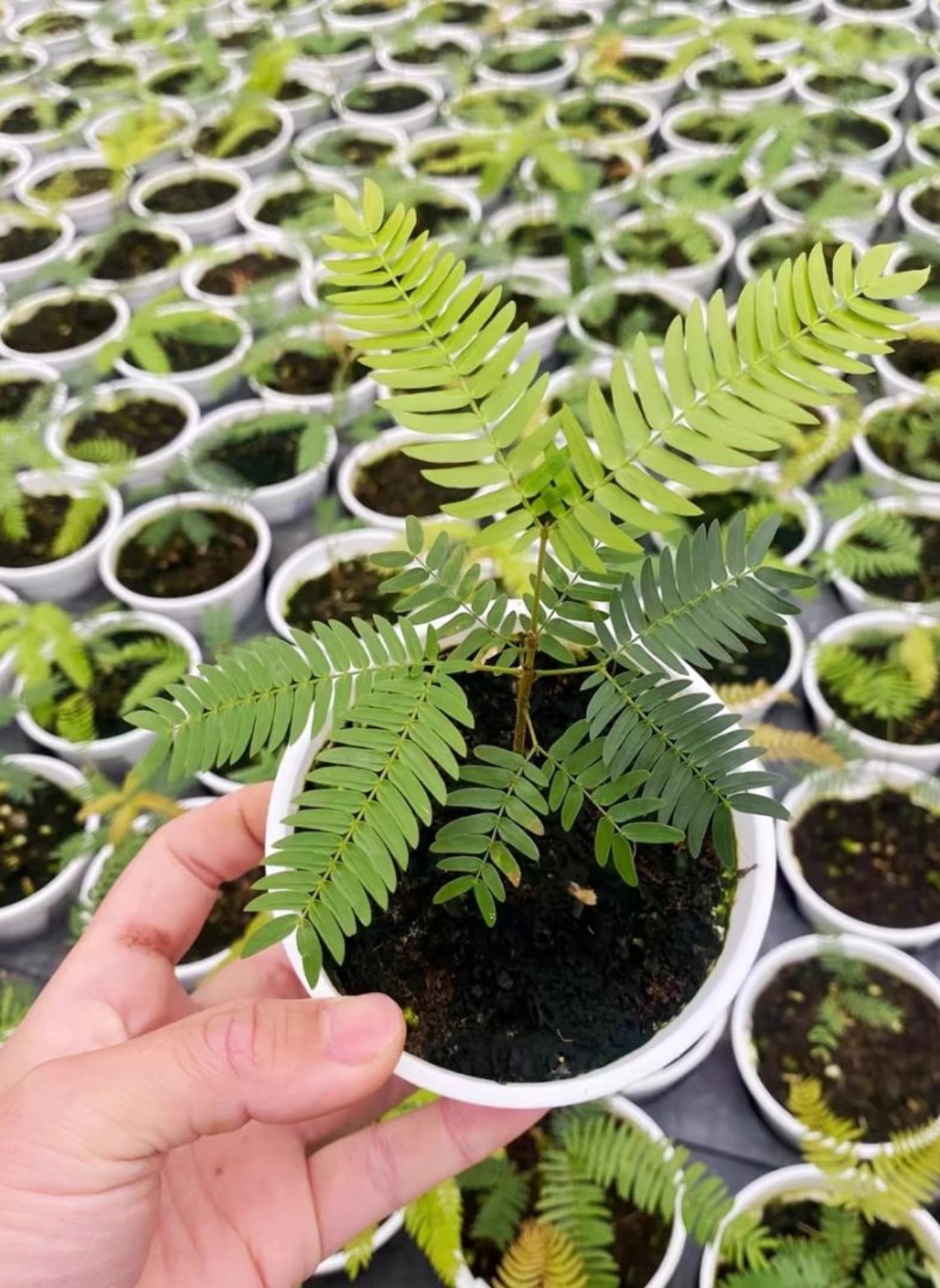 密叶猴耳环植物  初见密叶猴耳环,你可能会觉得它有些平凡.