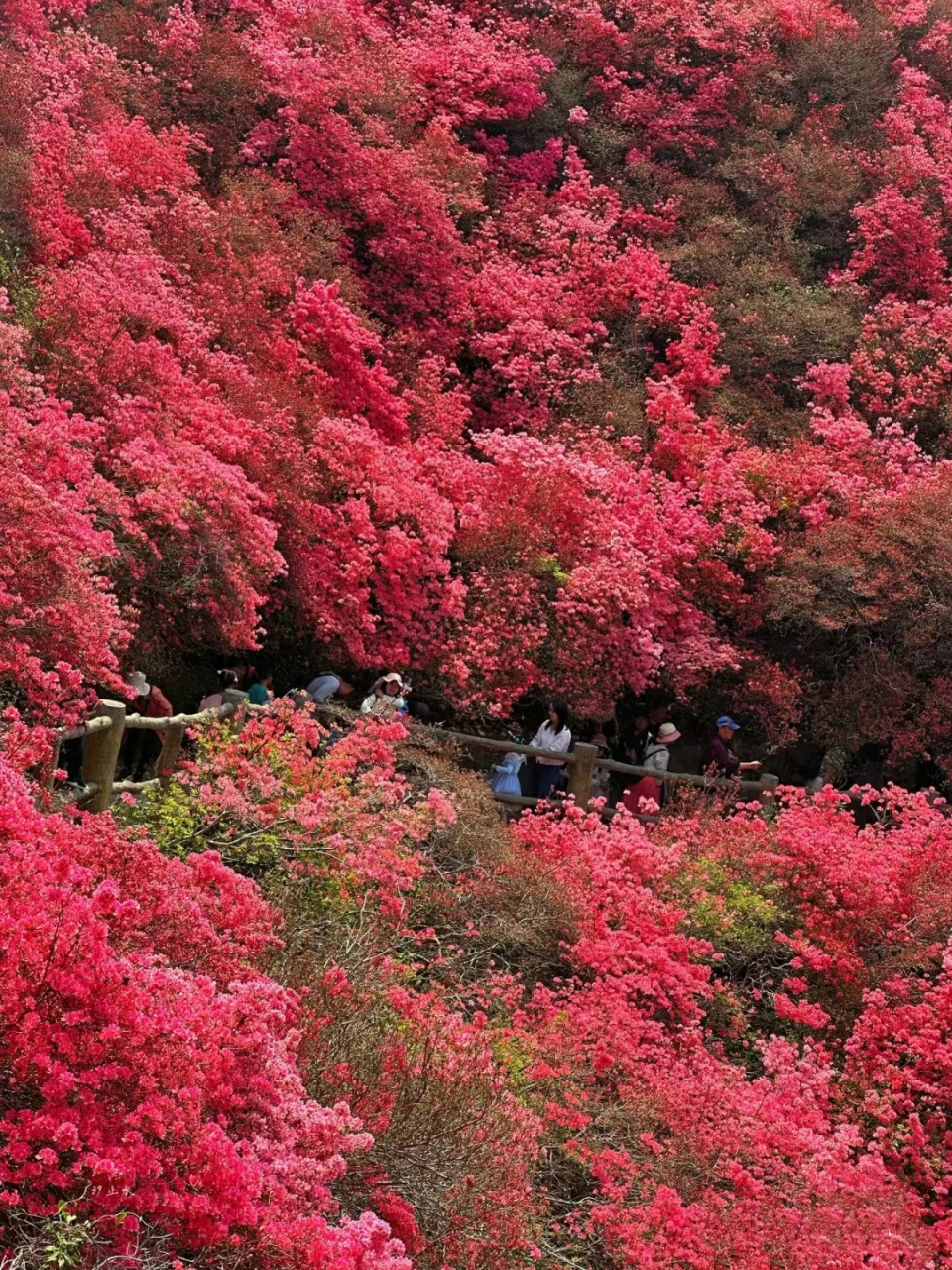 燕山红树图片图片