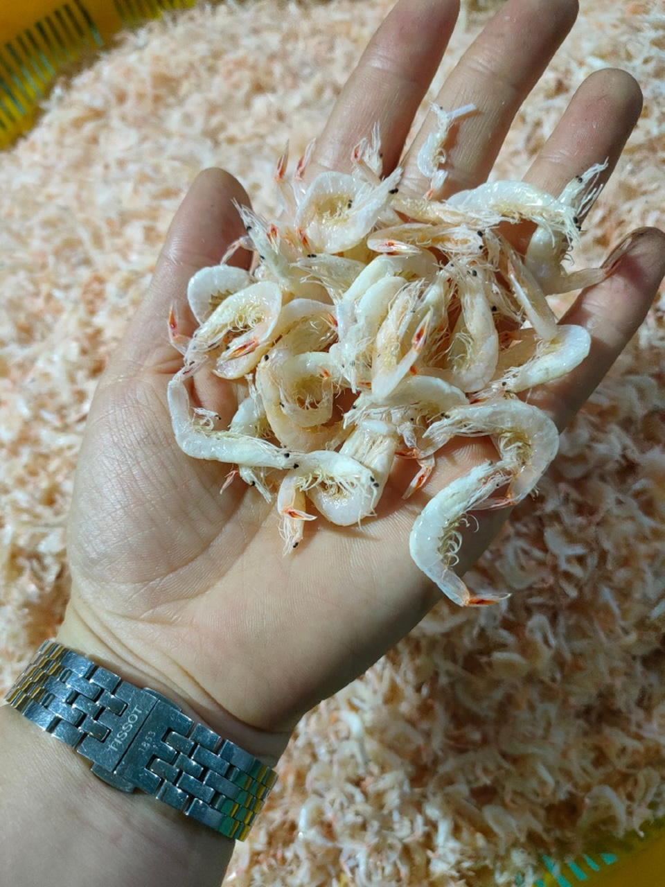 【瓦房店特产——大连虾皮 676767】#新时代六地辽宁杠杠滴